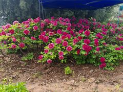 -洛阳市隋唐城遗址植物园