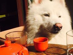 -上海崇明金茂凯悦酒店