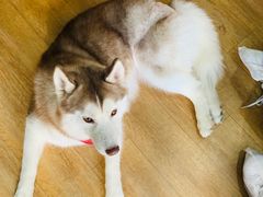 -Husky Go! 哈士奇体验馆·宠物咖啡厅狗咖