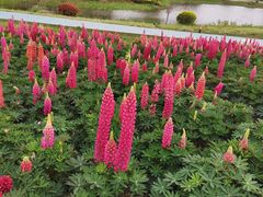 -径山花海