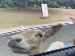 -常州淹城野生动物世界