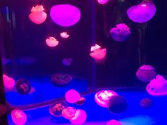 -左海海底世界