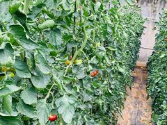 -羊亭河湿地公园