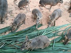 -泉州海丝野生动物世界