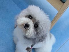 -博特宠物医院24h犬猫全科.骨科·异宠