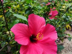 -深圳国际园林花卉博览园