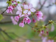 -天适樱花悠乐园