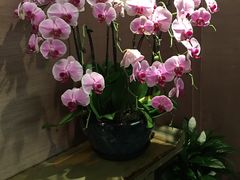-华夏良子·足道SPA艾灸(王府井店)