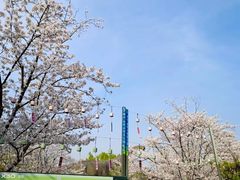 -顾村公园