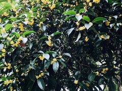 -西湖外事游船(花港观鱼码头)