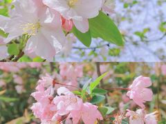 -莫愁湖公园