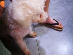 -严国平动物医院(德政总院)