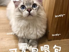 -有喵·猫咖·狗咖·40+猫狗有小奶狗(岗厦店)