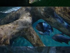 -上海海洋水族馆