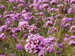 -北京东方普罗旺斯薰衣草庄园