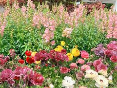 -春花秋色城市公园