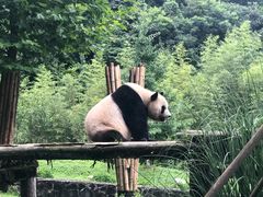-都江堰中华大熊猫苑