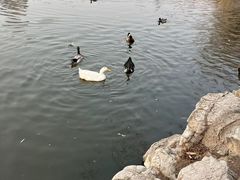 -团结湖公园