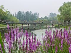 -东郊湿地公园