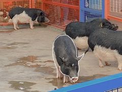 -深圳野生动物园