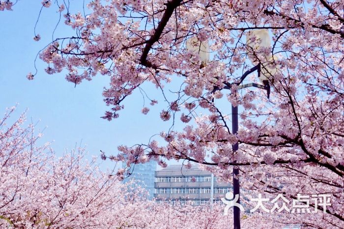 同济大学(四平路校区-樱花大道图片-上海学习培训-大众点评网