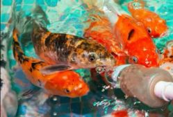 -酷嗒动物文化乐园(cutezoo西溪乐天城店)