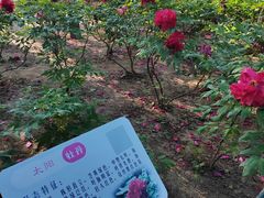 -仁和公园(顺义区)