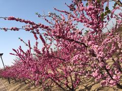 -大兴滨河森林公园