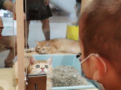 -屋虎猫馆(宝安大仟里店)