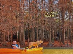 -上海海湾国家森林公园