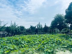 -洪湖家庭农场·团建·露营·会议