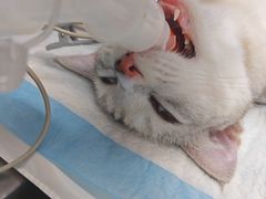 -关爱宠物医院·猫科中心·消化科(滨湖万达分院)