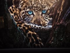 -罗红摄影艺术馆