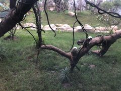 -上海野生动物园老虎餐厅
