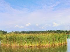 -溱湖国家湿地公园
