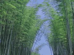 -蜀南竹海景区