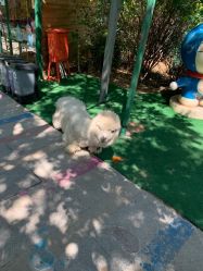 -萌宠亲子动物乐园(槐房万达店)