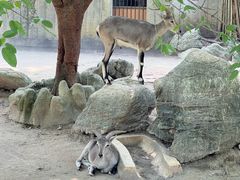 -成都动物园