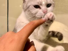 -猫大福·Fortune Cat猫舍(百子湾店)