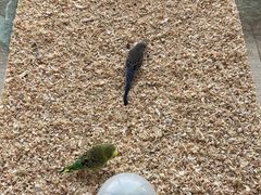 -怪兽屋·羊驼·猫咖·狗咖(俊华广场店)