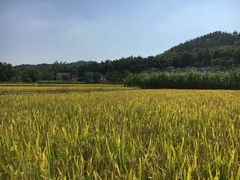 -红山村