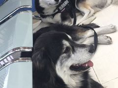 -乖乖乐动物医院(小汤山分院)