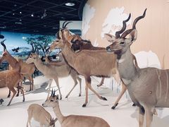 -陕西自然博物馆