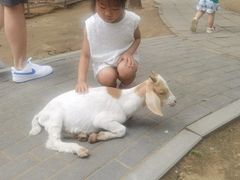 -1982农场