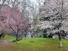 -武汉大学-樱园