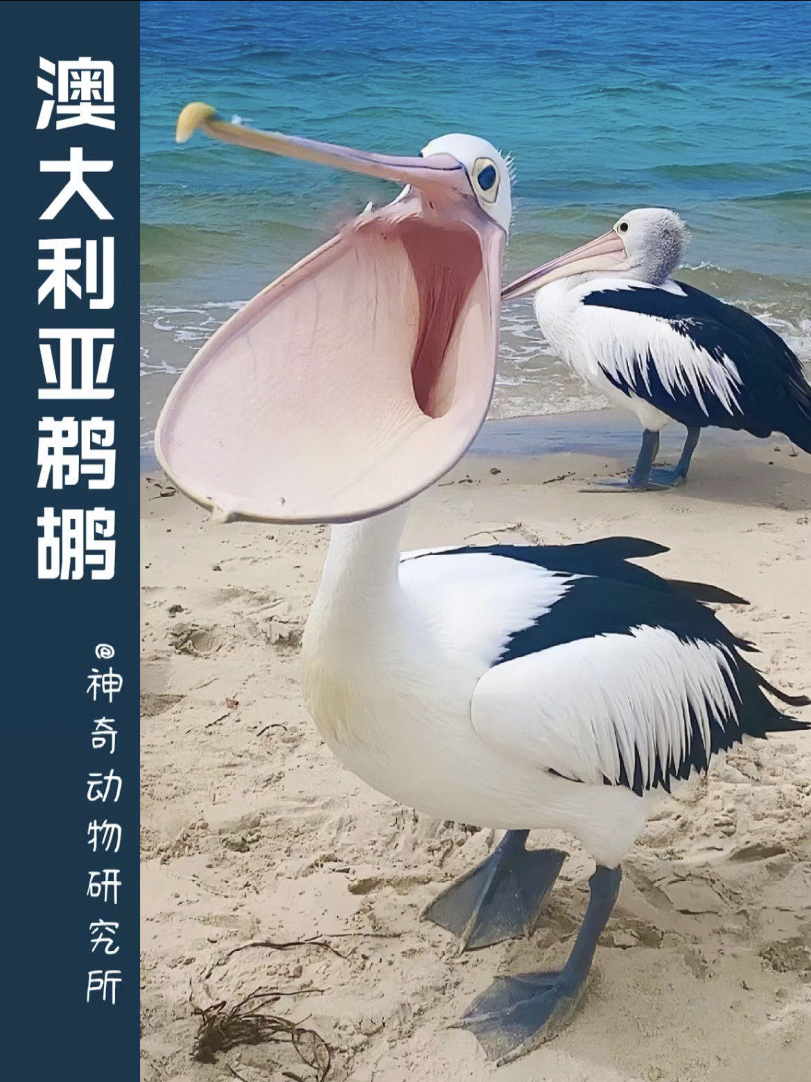 每天了解一种趣味动物—澳大利亚鹈鹕