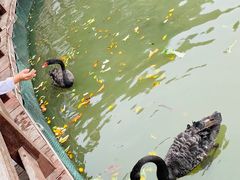 -五缘湾湿地公园