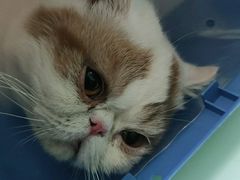 -宠福鑫康馨动物医院·骨科·眼科