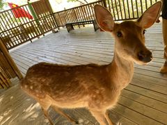 -栾川竹海野生动物园