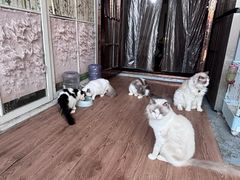 -楼上猫咖(罗湖店)